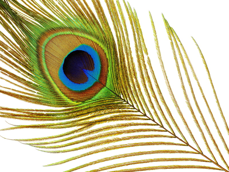 bird, courtship, gorgeous, nature, attraction, feather, indoors, pattern, blue, color, animal, decoration, ornament, green, allure, animal themes, peacock