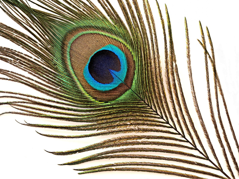 peacock, natural pattern, color, vertebrate, iridescent, pavo cristatus, green, mate, expensive, softness, pattern, attractive, indoors, courtship, vulnerability