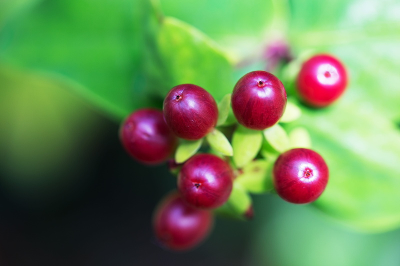 food, red, plant, growth, freshness, d, ripe, DSLR, branch, close-up, plant part, food and drink, summer, no people, Canon 6D, Kent, Macro shot, berries