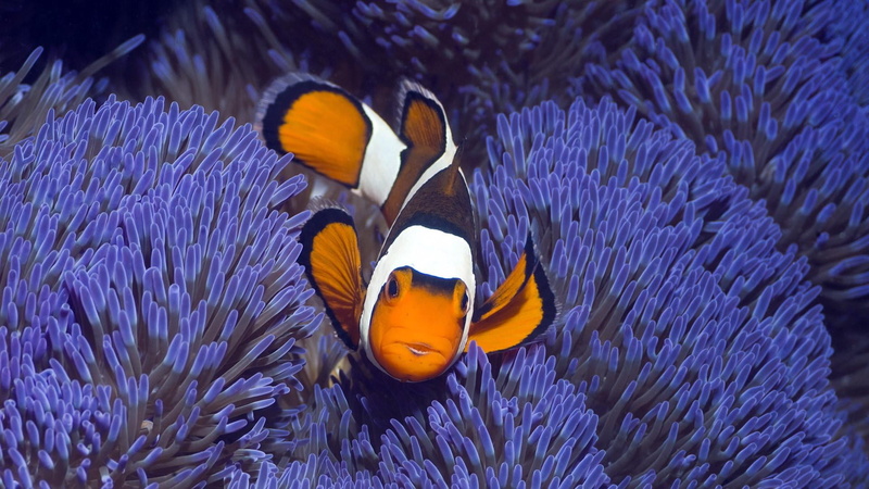 marine biology, undersea, animals in the wild, organism, anemone fish, swimming, no people, marine, 1080P, reef, sea life, blue, sea anemone, clownfish