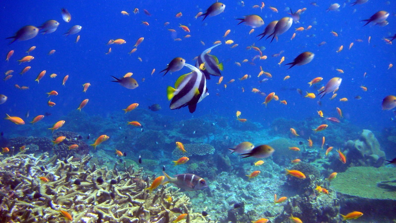 4K, underwater, fish, sea life, blue, sea, vertebrate, school of fish, coral reef fish, swimming, animals in the wild, large group of animals, group of animals