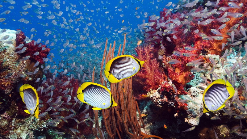 beauty in nature, animal, underwater, sea life, marine, group of animals, coral reef, water, animal wildlife, stony coral, animal themes, coral reef fish