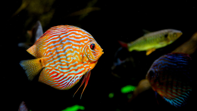 underwater, animal, macro photography, animal themes, fish, indoors, pomacanthidae, pomacentridae, water, undersea, close up, profile view, group of animals