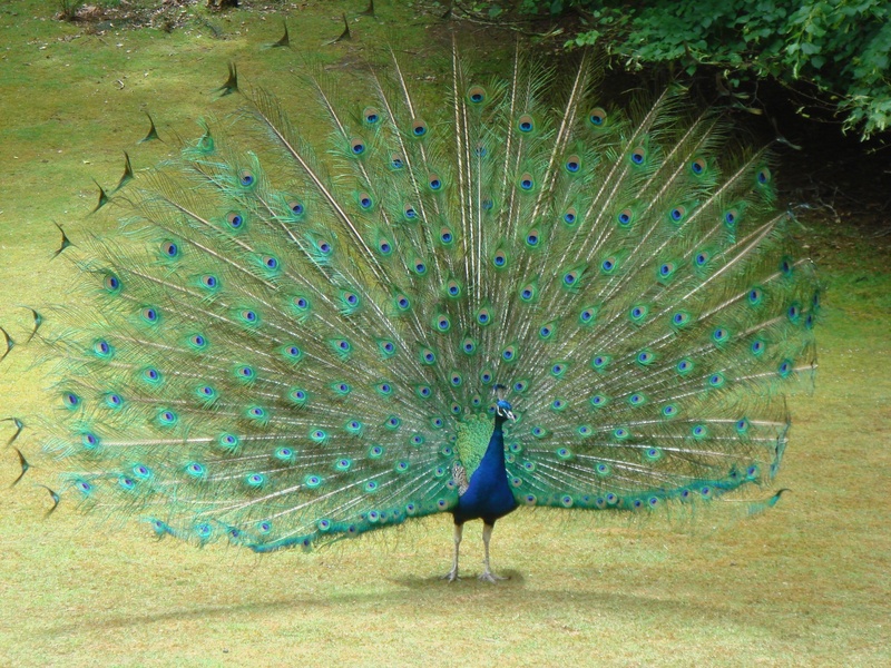 peafowl, fanned out, bright, vertebrate, blue, outdoors, male, feathers, feather, one animal, 1080P, beauty in nature, bird, animal wildlife, peacock feather