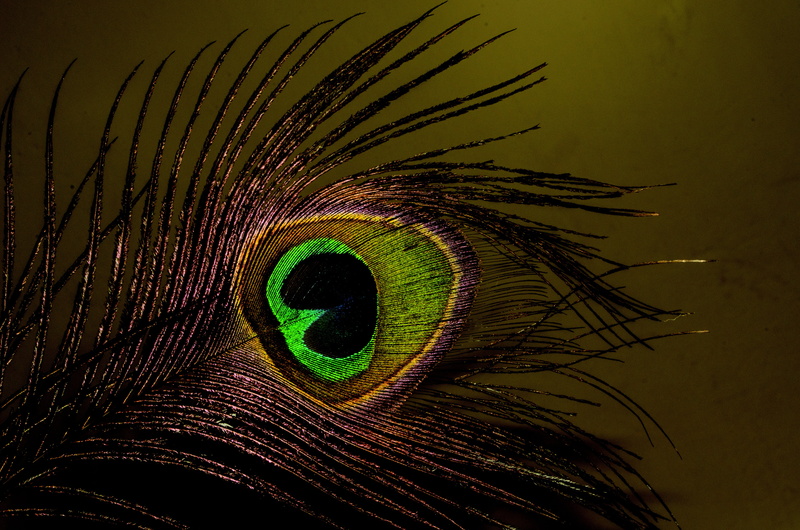 backgrounds, multi Colored, black background, feather, no people, animal, nature, natural pattern, body part, extreme close-up, fragility, peacock, 4K