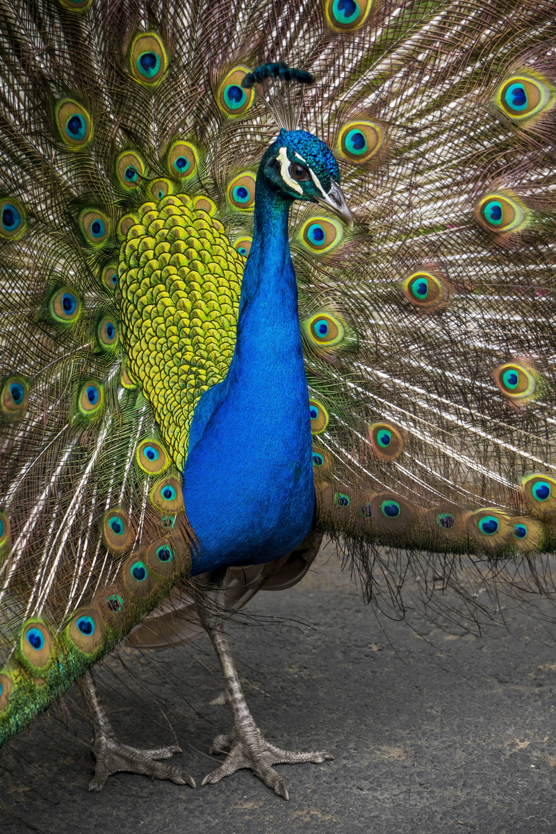 outdoors, male animal, animal head, wildlife, feather, 5K, animal themes, multi, neck, poultry, zoo, peacock, feathers, peafowl, no people, vertebrate
