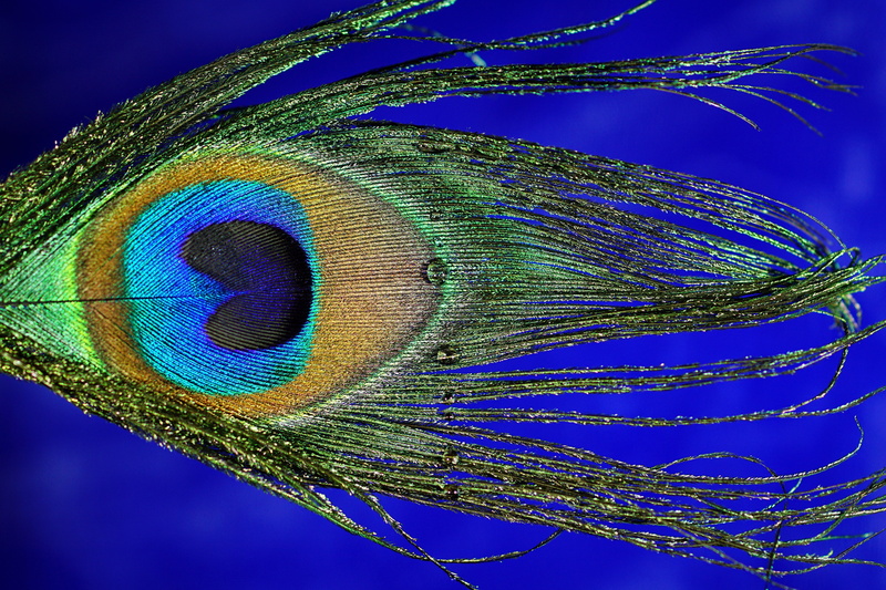 photography, iridescent, colored background, softness, peacock, nature, beauty, bird feather, studio shot, single spring, biology, fragility, symbol, beauty in nature