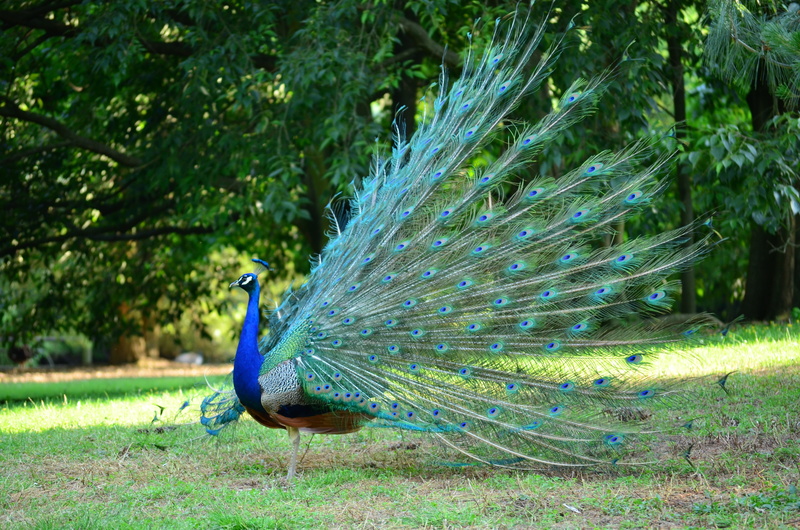 grass, multicolored, peacock, 4K, beak, animals in the wild, male Animal, day, bird, nature, park, vertebrate, plant, blue, green Color, one animal, wildlife