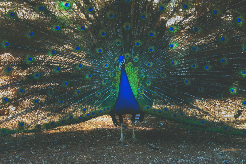 male Animal, animal themes, natural, plumage, animal wildlife, tail, elegance, animals in the wild, nature, no people, fanned out, wings, animal, feather