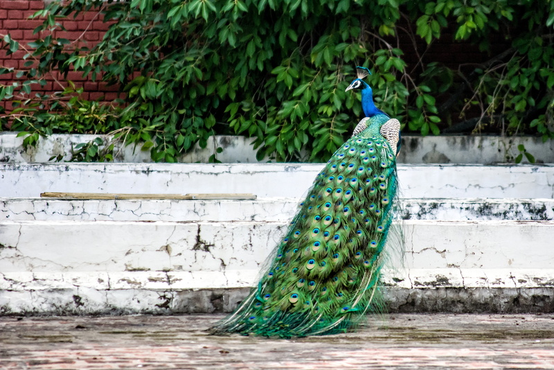 day, bright, plant, pattern, animals in the wild, blue, wall, poultry, color, white, colorful, Feather, no people, bar, wall - building feature, Bird, nature