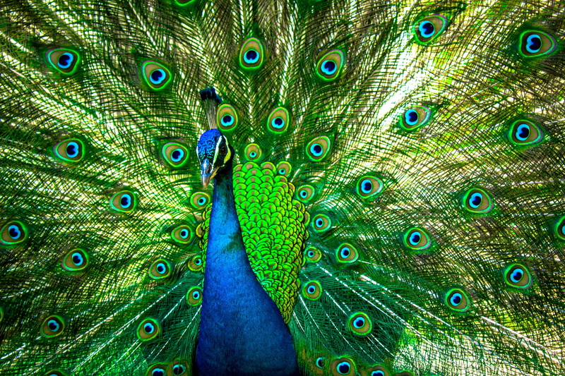 multi colored, backgrounds, fantail, feather, vertebrate, peafowl, bird, animal head, 5K, vibrant, wildlife, outdoors, animal themes, green, no people