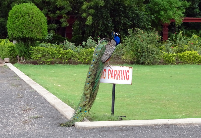 grass, tail, wildlife, information, animal wildlife, phasianinae, tree, blue, text, 2K, vibrant, guidance, growth, bird, peacock, animals in the wild