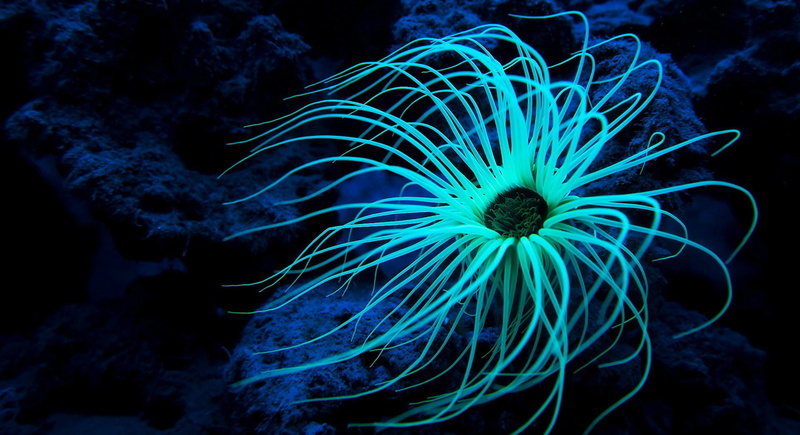 ecosystem, fish, undersea, outdoors, colorful, marine, sea, invertebrate, animal wildlife, sea life, 1080P, no people, sea anemone, animal, animals in the wild
