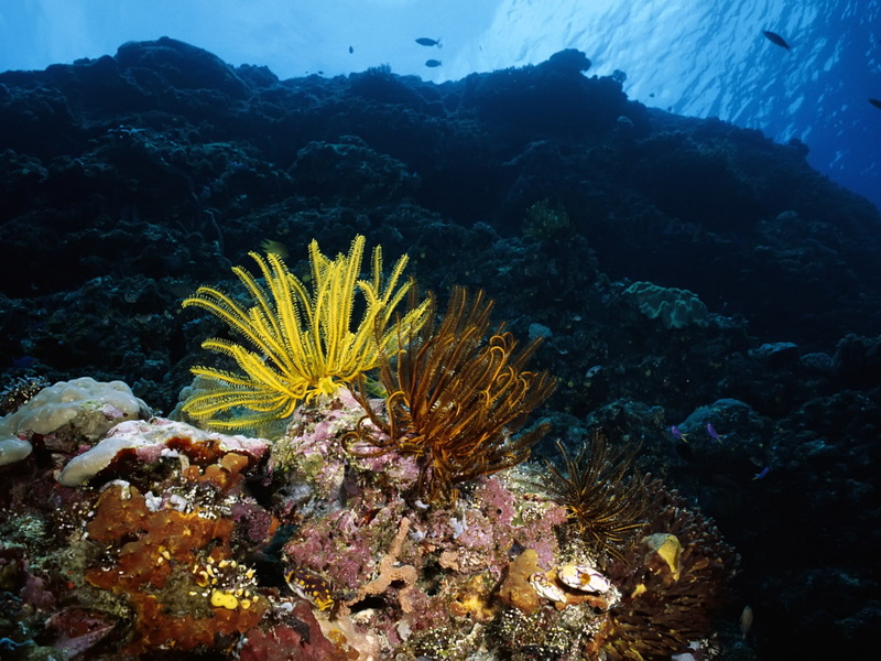 animals in the wild, nature, underwater, invertebrate, sea anemones, reef, coral, marine, undersea, animal wildlife, one animal, animal, beauty in nature