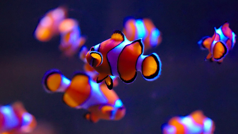 water, clownfish, animals in captivity, close up, fish, tropical fish, marine, sea life, animal, nature, animal themes, vertebrate, no people, undersea