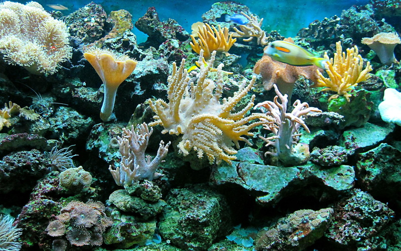 widescreen, 1080P, color, reef, fishes, sea, ocean, assorted, anemones, underwater, fish