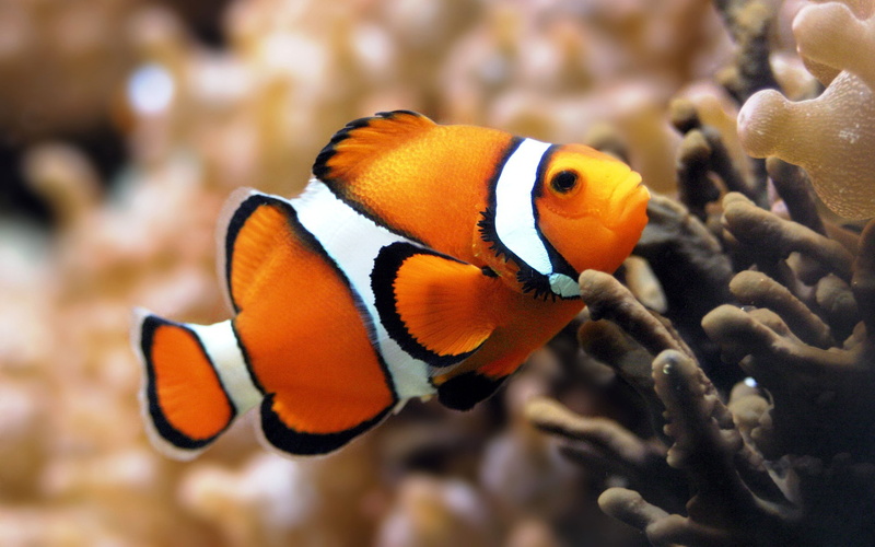 anemone, 4K, ocellaris, amphiprion, fish