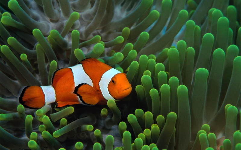 clownfish, underwater, 1080P, fish, fishes, widescreen