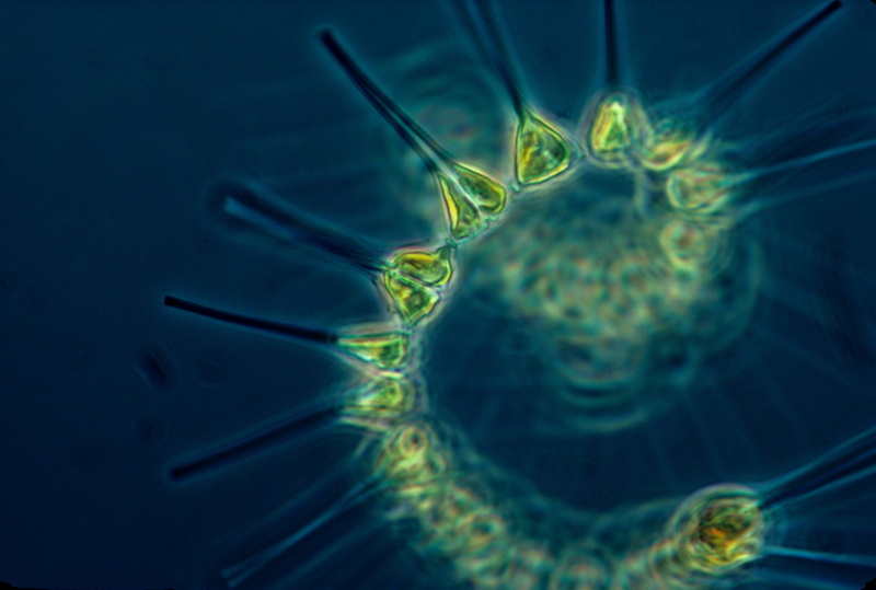 indoors, biotechnology, base of the food chain, research, macro, phytoplankton, animal themes, green, undersea, bacteria, close up, close-up, ocean, marin