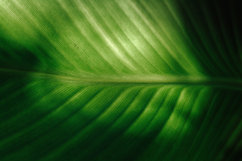 texture, veins, 5K, close, detail, leaf, outdoor, minimal, outdoors, exotic, full frame, close-up, no people, concentric, symmetrical, abstract backgrounds