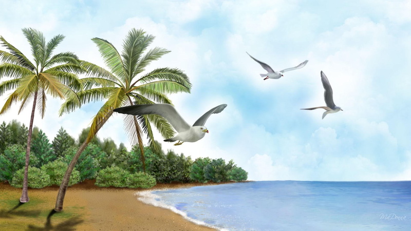 1080P, clouds, firefox persona, isl, fever, 3d and abstract, trees, gulls, water, palm trees, beach, sand