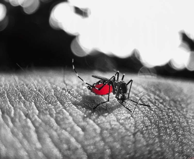 insect, no people, black and white, sucking, invertebrate, focus on foreground, animal wildlife, outdoors, beetle, day, blood, animals in the wild, bite
