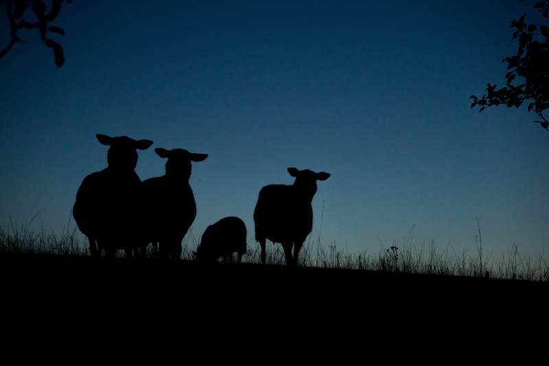 night, two animals, mammal, no people, four, plant, herbivorous, cow, animals, vertebrate, wildlife, flock, sky, field, herd, nature, pets, land, animals in the wild