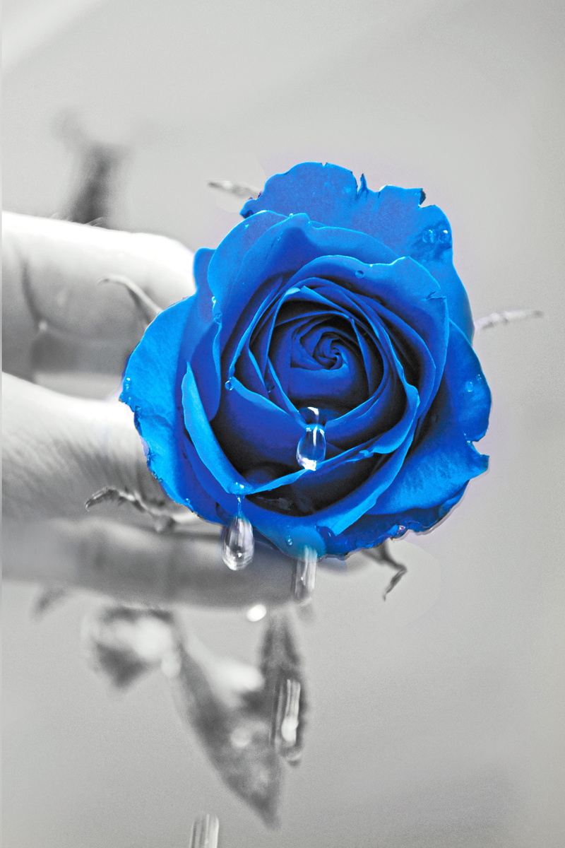 close-up, love, sick, romance, freshness, rose - flower, vulnerability, rose, 5K, blue, purity, Couple, Romance, fragility, sad, indoors, flowering plant