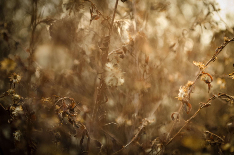adobe lightroom, vulnerability, no people, tranquility, land, photo, backgrounds, macro, in, outdoors, slovakia, autumn, fragility, focus on foreground
