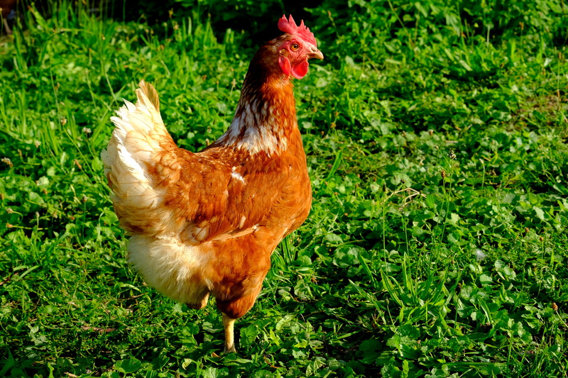 out, plant, land, plumage, outdoors, pets, chicken, spring dress, nature, running, vertebrate, feather, white, one animal, grasses, livestock, red, creature