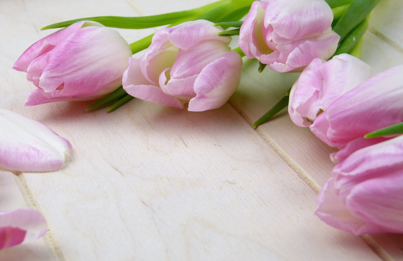 selective focus, invitation, tenderness, fragility, studio shot, wellness, greeting card, background, no people, tulips, rose, flower, 4K, petal, vulnerability
