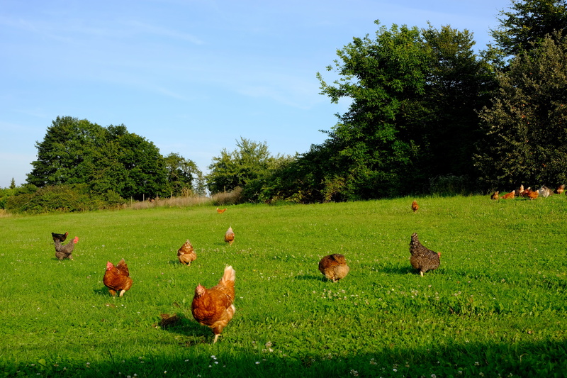 5K, animal world, feather, barn, happy hens, organic chicken, sky, tree, domestic animals, farm, running fowl, growth, group of animals, land, nature
