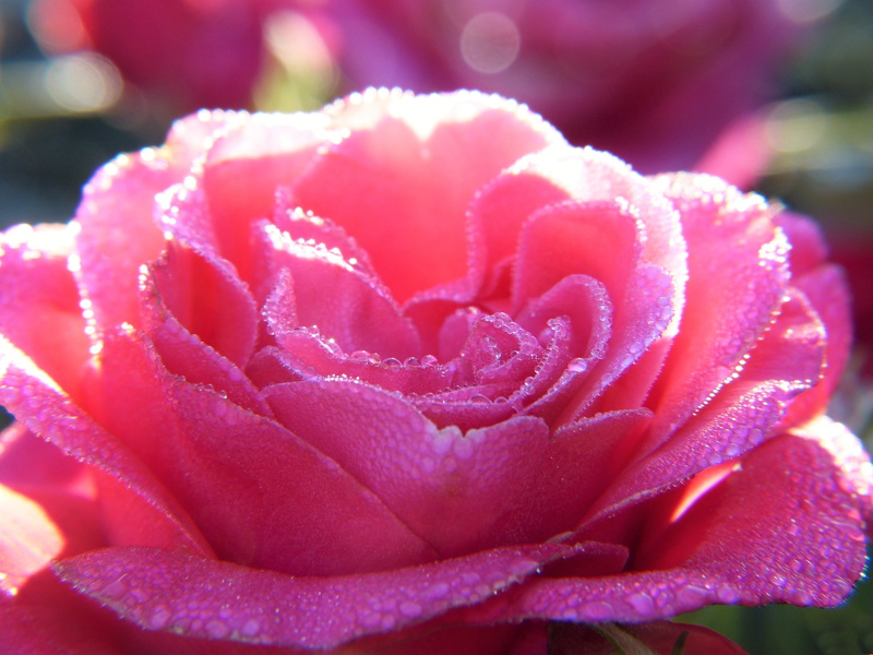 vulnerability, plant, blossom, nature, aromatherapy, freshness, softness, cosmetics, fragility, flower head, springtime, no people, dew, effective microorganisms