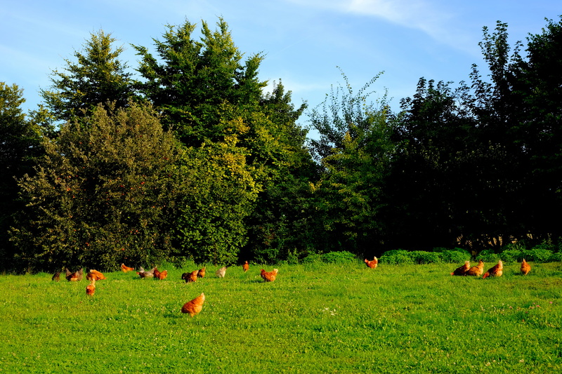 in the grass, peck, no people, creature, country life, green color, land, organic chicken, running fowl, humane attitude, animal world, 5K, wildlife photography