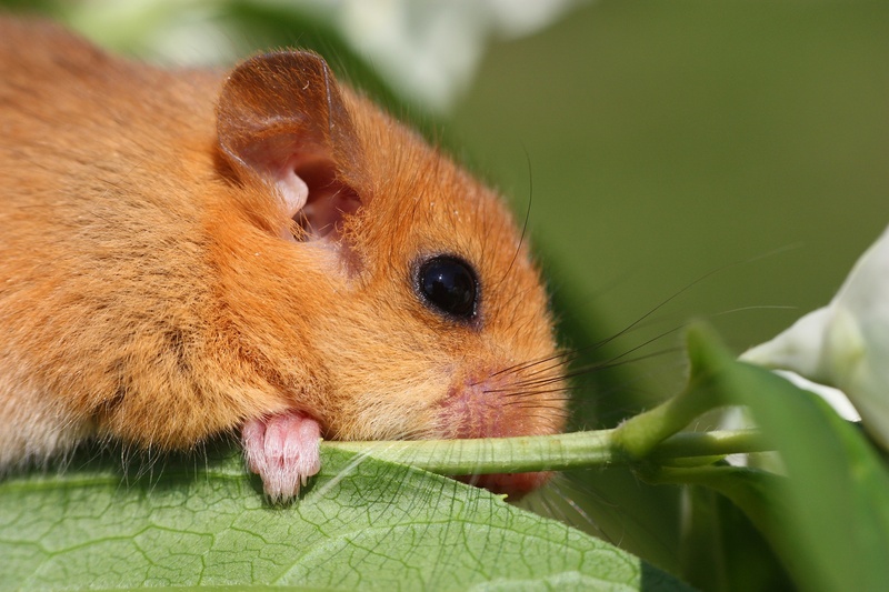 one animal, mouse, day, horizontal, outdoor, animal themes, rainforest, domestic, rodent, hazel, fur, engraving, no people, white, green, the header of the