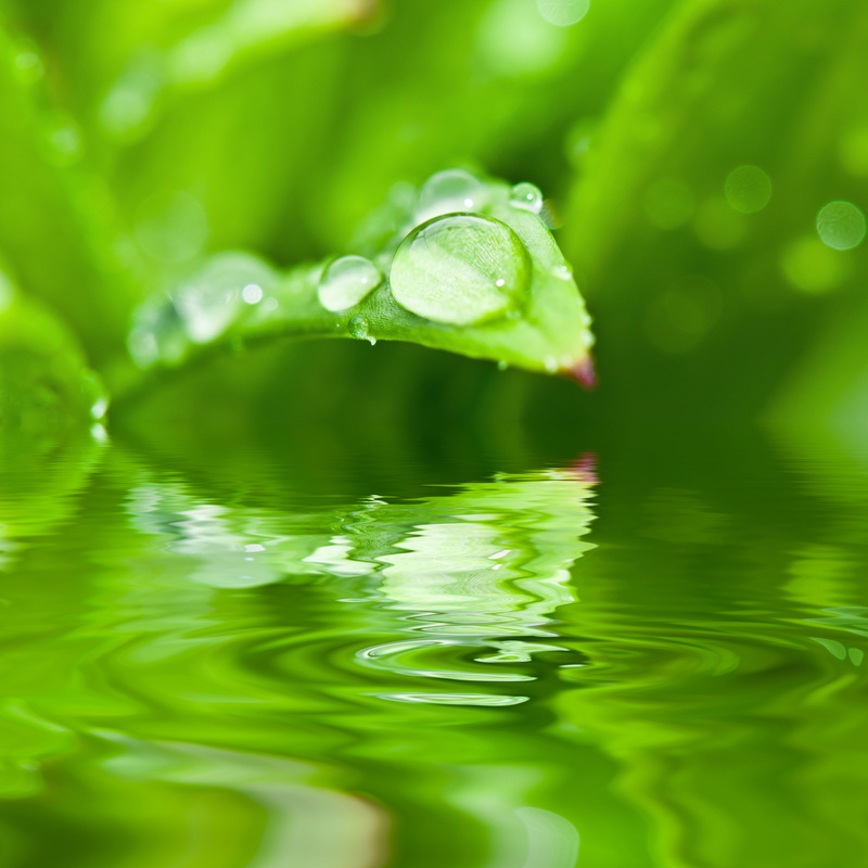bless you, green color, halm, nature, drip, body, elixir, biological, dewdrop, macro, background, rain, drop, reflection, outdoors, beauty in nature, raindrop