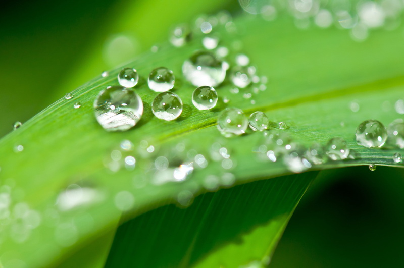drop, feel at home, water, green, bless you, clear, selective focus, dewdrop, fragility, droplets, wet, background, beauty in nature, plant, outdoors, of course