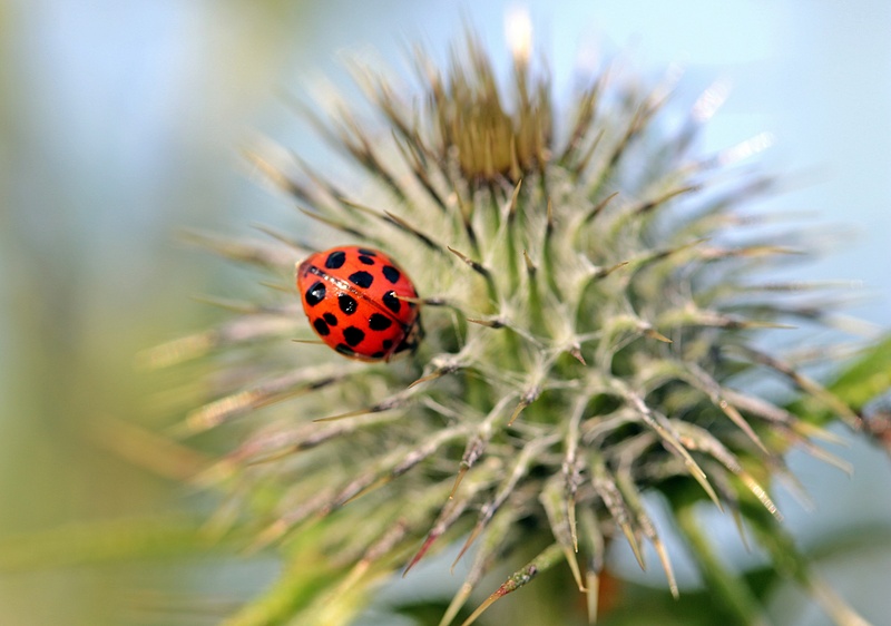 day, ladybug, insect, red, harmonia axyridis, plant, beetle, animal themes, 4K, animals in the wild, coccinellidae, thistle, nature, asian ladybug, growth