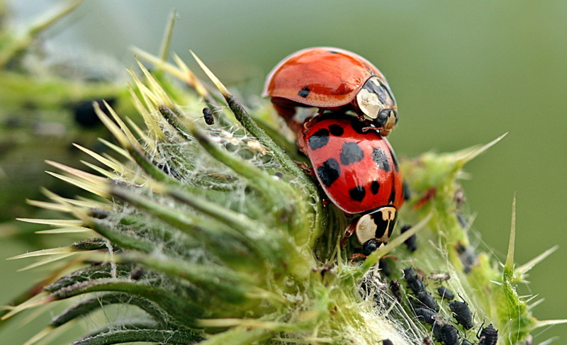 grass, no people, animal wildlife, red, green color, lucky charm, aphids, day, beetle, asian ladybug, animal themes, focus on foreground, invertebrate