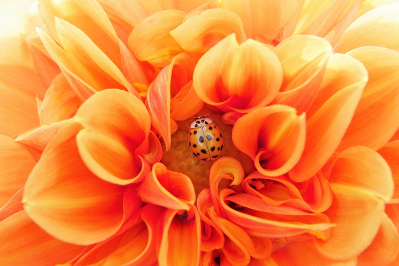 beauty in nature, animal wildlife, effective microorganisms, protection of species, inflorescence, of course, vermin, late summer, orange, flowering plant