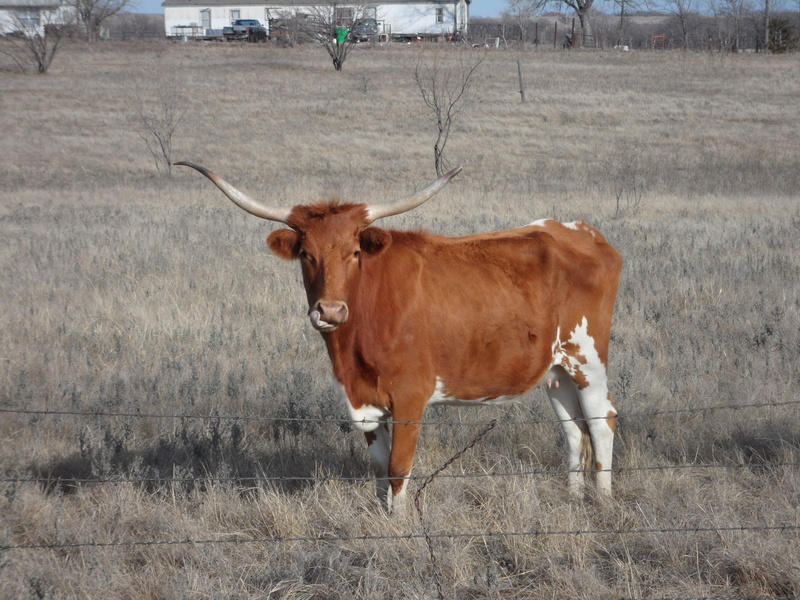 longhorn, animal themes, brown, vertebrate, graze, highland, land, nature, animal, Steer, western, outdoors, ranch, field, domestic cattle, Cow, rural