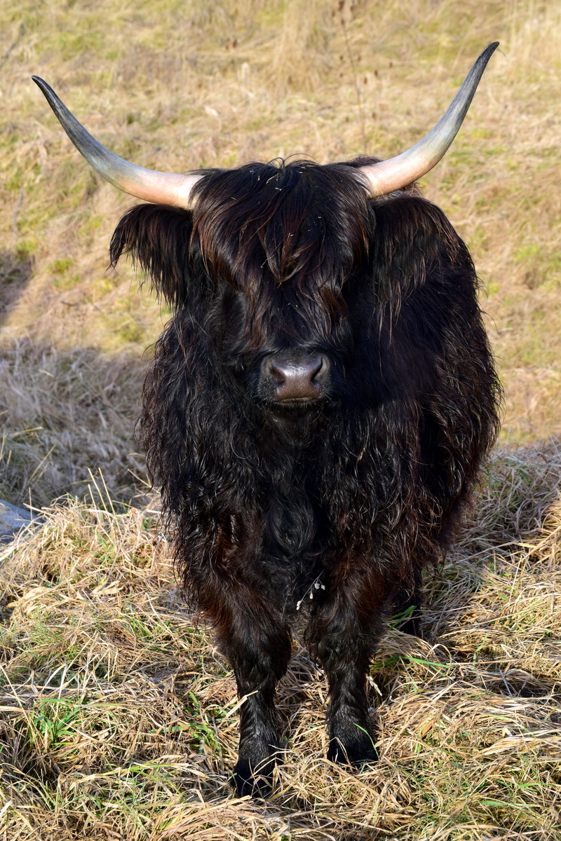 one animal, range, scottish, mammal, agriculture, grass, livestock, black, wild, vertebrate, domestic cattle, herbivorous, no people, horns, shaggy, frontal