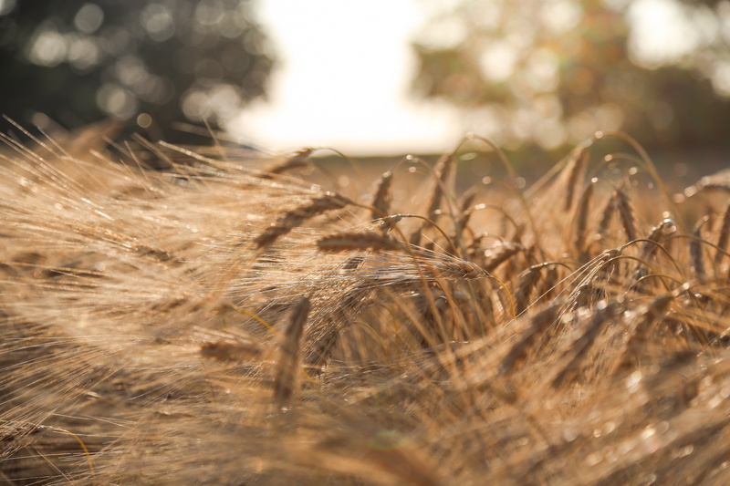 agriculture, whart, plant, growth, bokeh, day, bread, outdoors, harvest, barley, grain, arable, selective focus, field, rural scene, biological, cereal plant