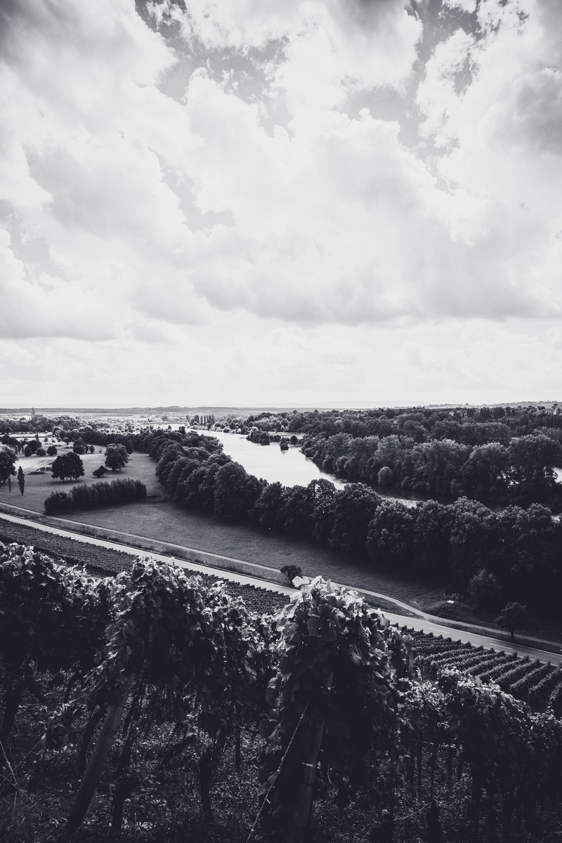 beauty in nature, grapes, outdoors, wine terraces, plant, vines, non-urban scene, wine franken, winegrowing, sky, landscape, river, no people, nature, lower franconia