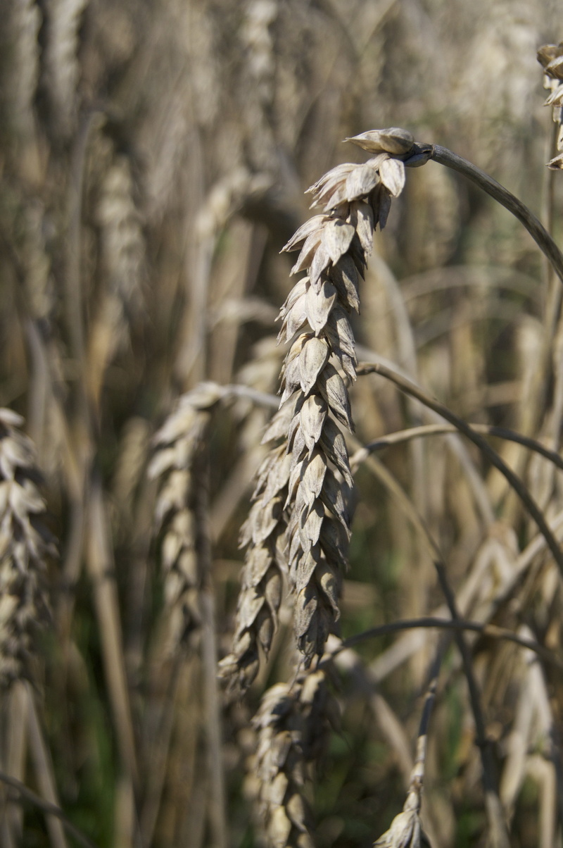 cornfield, close-up, nature, arable, outdoors, tranquility, no people, bauer, grain, wheat spike, cereal, stalk, seed, golden yellow, late summer, agriculture