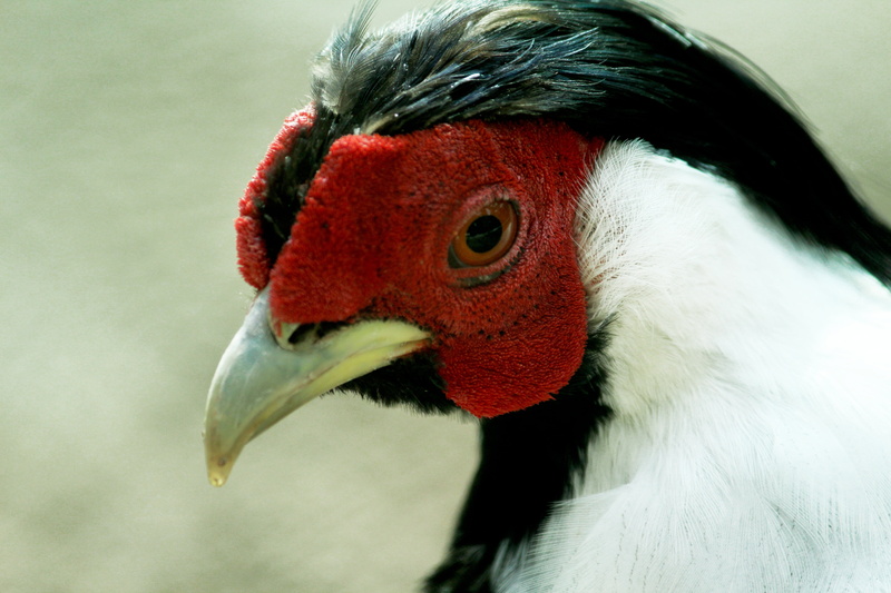 animal head, biological, red, day, domestic, close-up, farming, feed, animal eye, business, feather, animal body part, no people, industry, farm, lay, eat