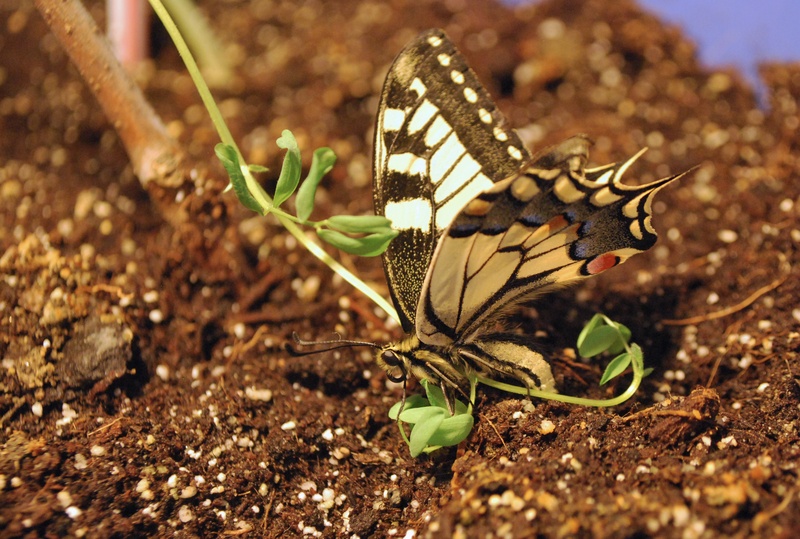 black, beauty in nature, flower, decor, fauna, no people, colorful, earth, nature, invertebrate, imago, selective focus, green, dot, wood, animal wing