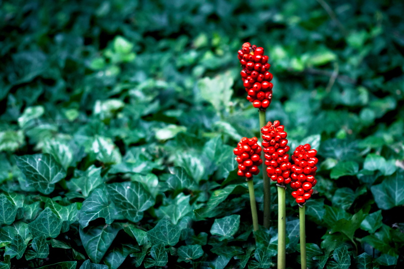 exotic, autumn, ivy, focus on foreground, plant, bloom, macro, food, freshness, food and drink, growth, no people, fruit, bed, flowers, beads, oasis, green