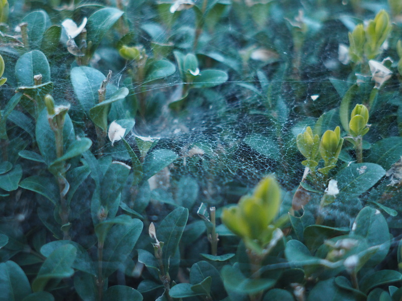 loneliness, freshness, vulnerability, gloomy, land, full frame, 4K, trist, leaf, plant part, scrub, cobweb, growth, dew, hedge, field, day, tranquility