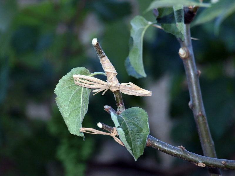 close-up, outdoors, nature, fruit tree, animals in the wild, animal wildlife, graft tree, spring, agriculture, manzano, day, growth, branch, plant stem